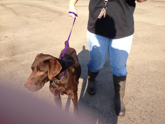 weimador from tulare co animal control 2